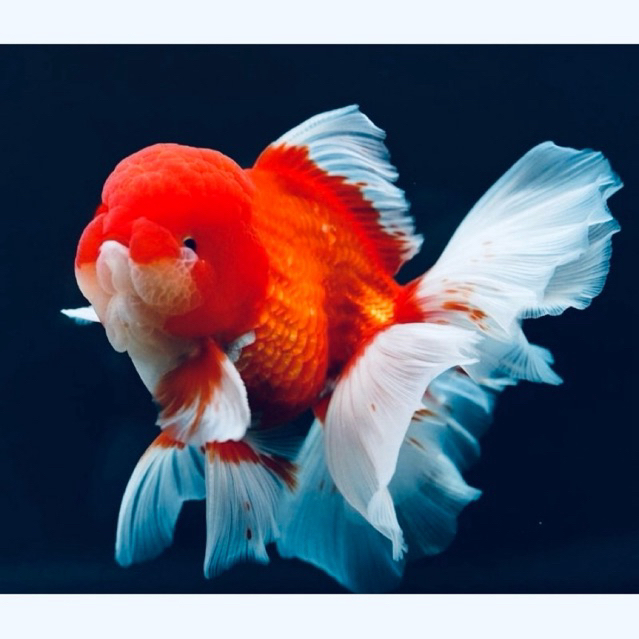(goldfish)koki oranda rosetail isi 10 ekor 5-6 cm