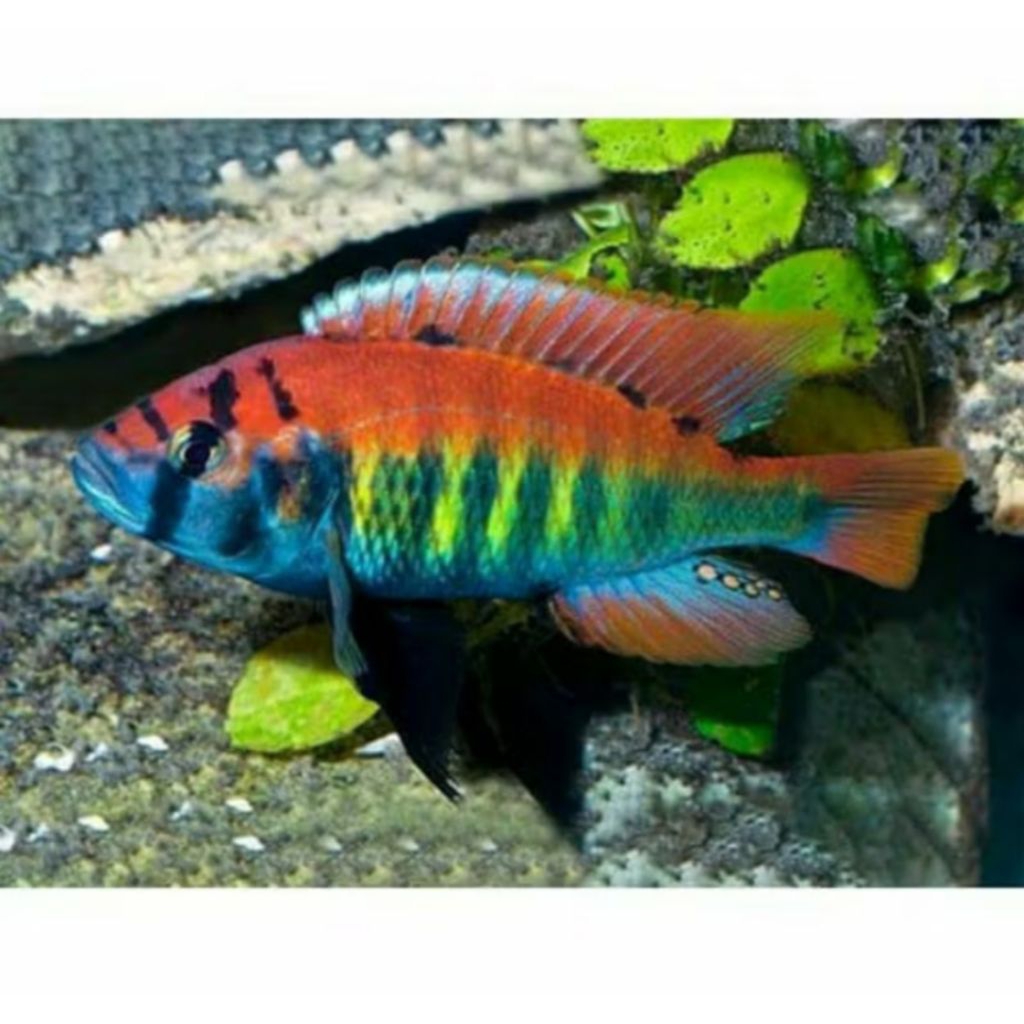 IKAN HIAS CICHLID PUNDAMILIA NYEREREI SIZE +-4 CM [ISI 3 EKOR]