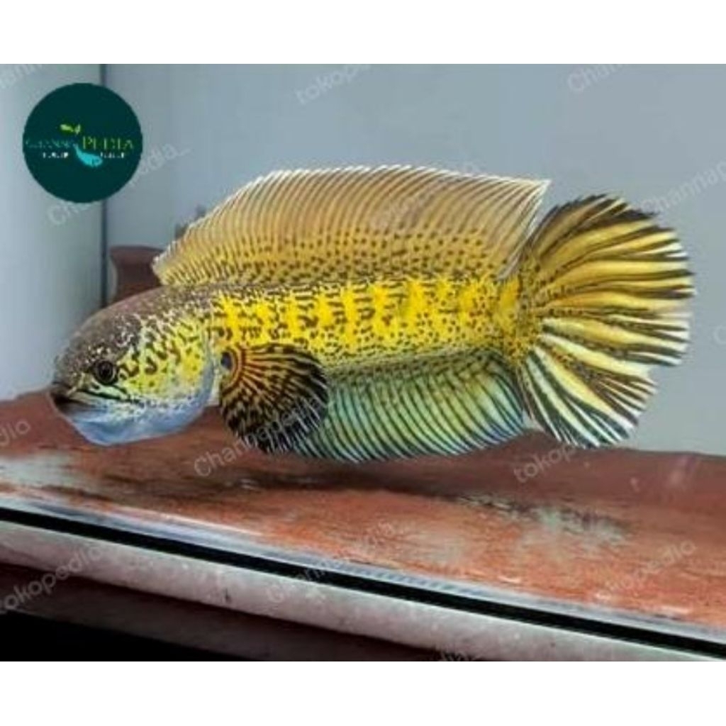 Auranti cb gondrong 3-6cm + pelet, super gondrong