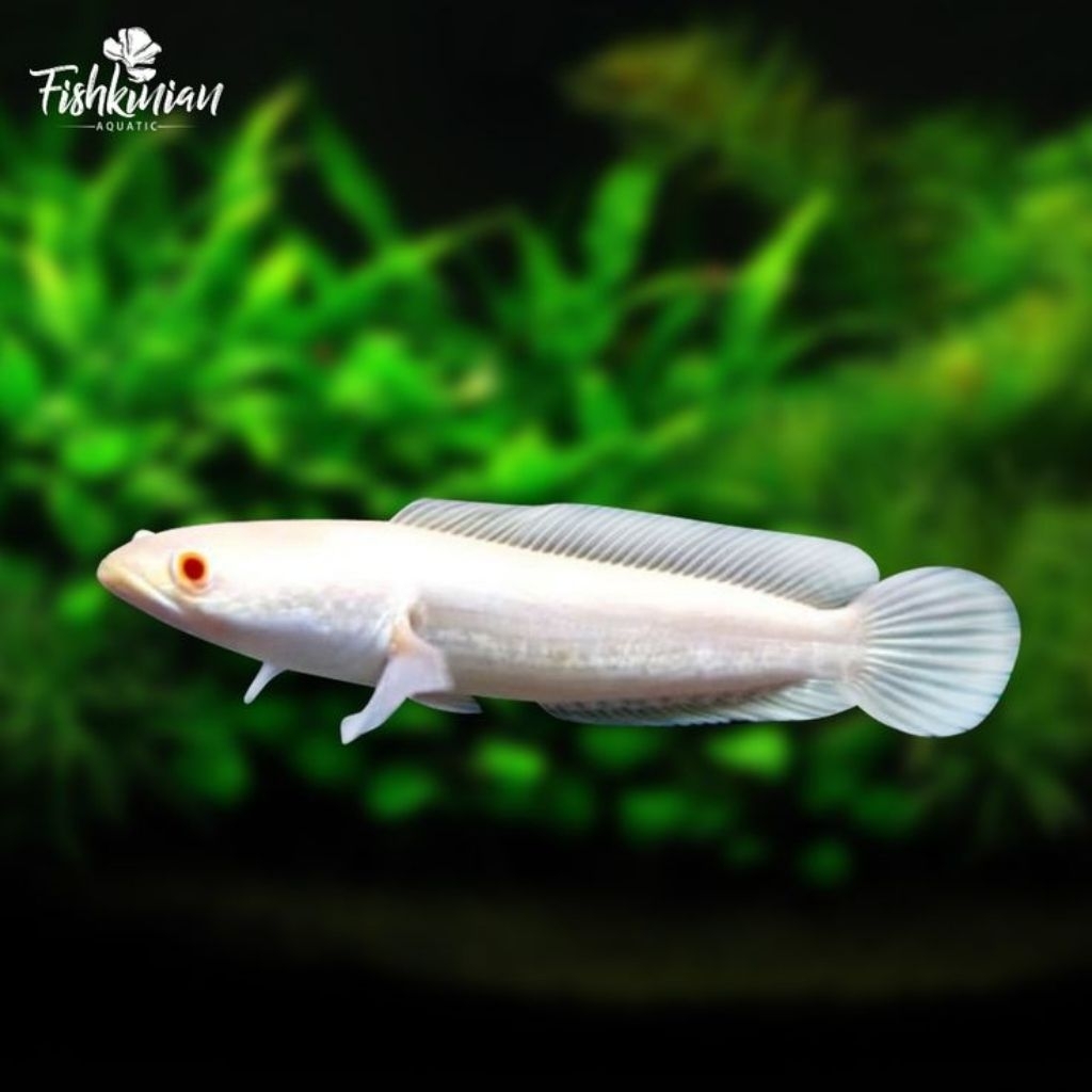 [Chan Aquatic] Ikan Hias Channa Striata Albino Size 8-10cm Hiasan Aquarium