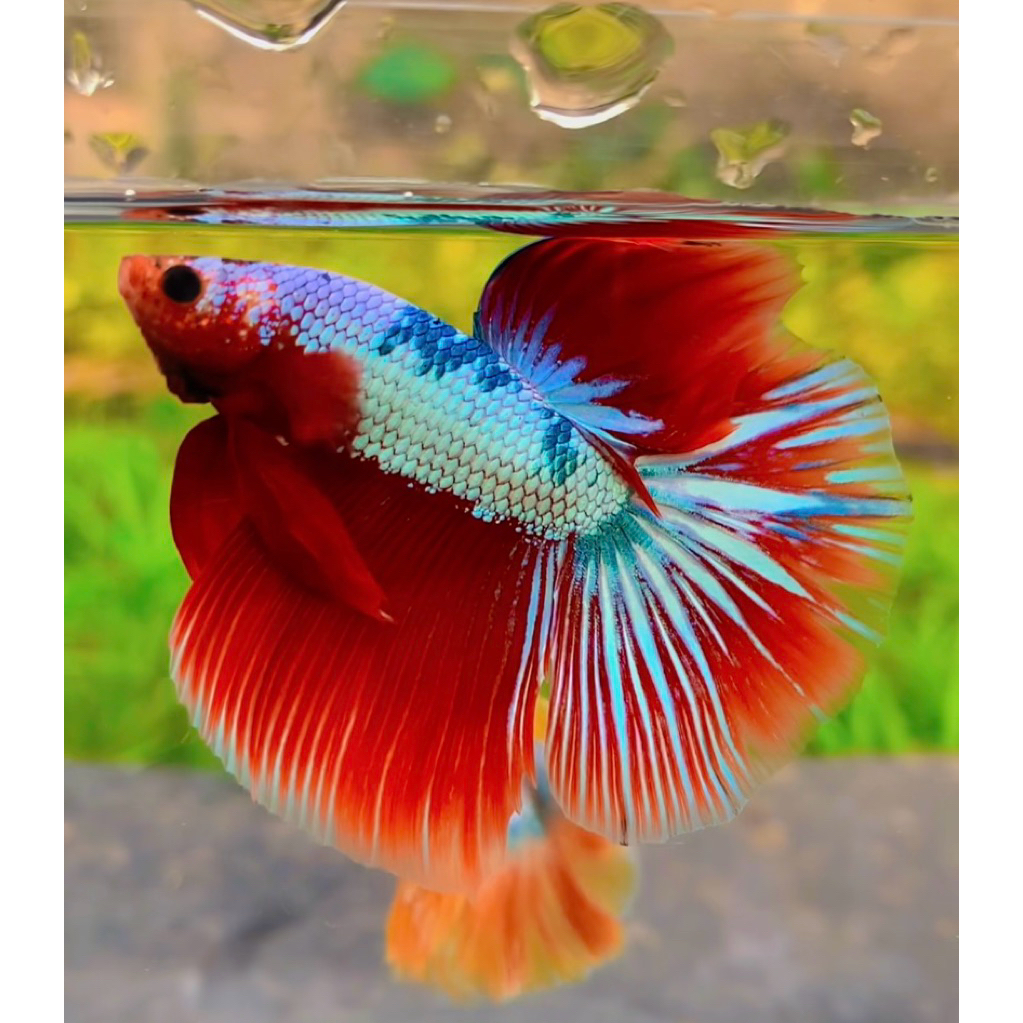 Cupang Halfmoon