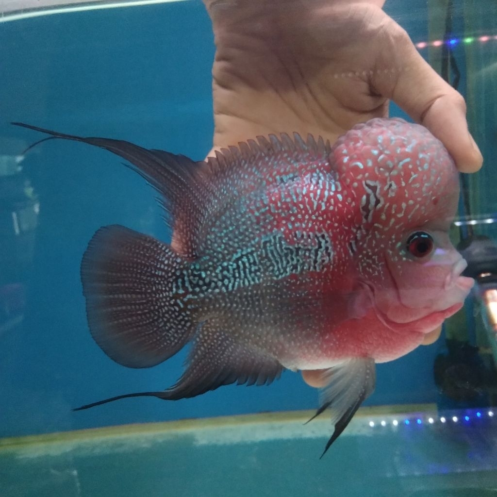 Louhan Super Red Dragon 20cm