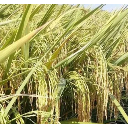 Benih Padi Ciherang Super Jumbo 5kg Pulen Bening