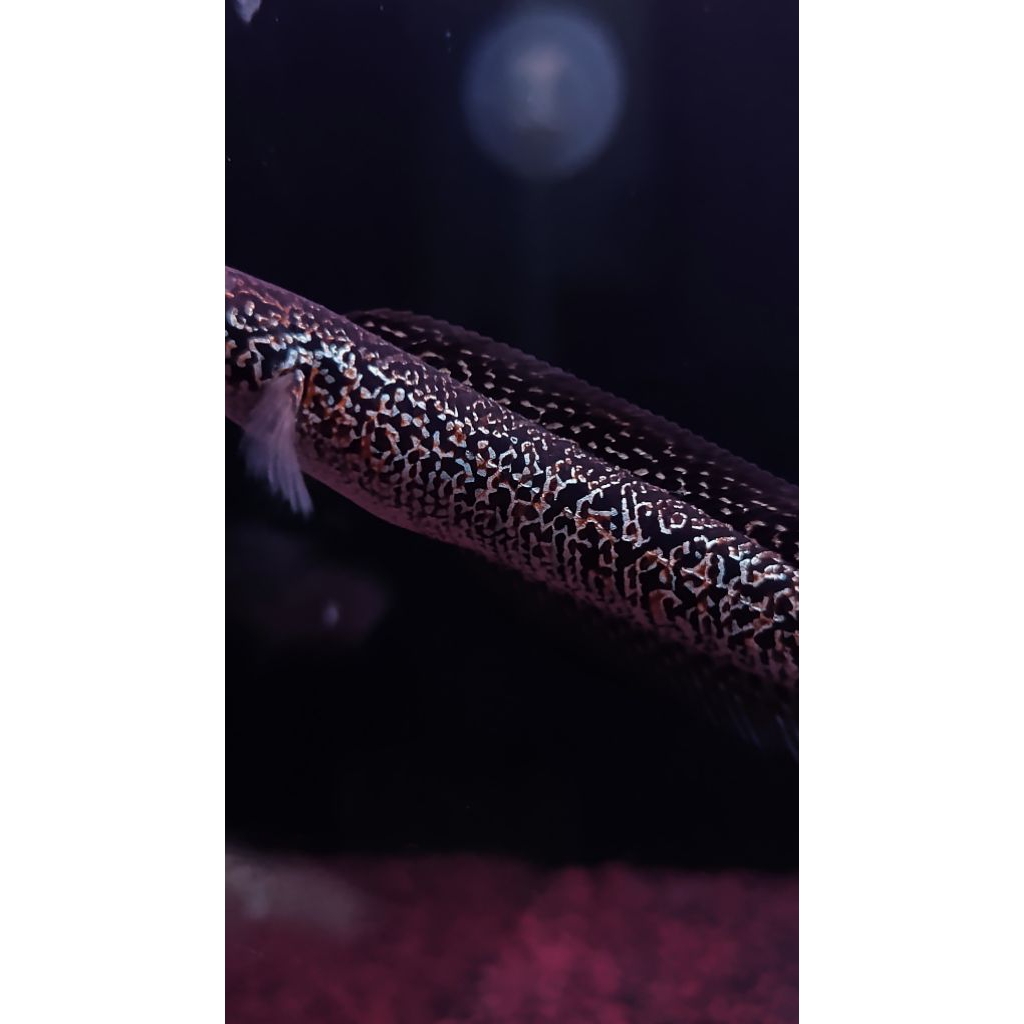 KUALITAS CHANNA asiatica RSP kalimaya superfoam 10-12cm