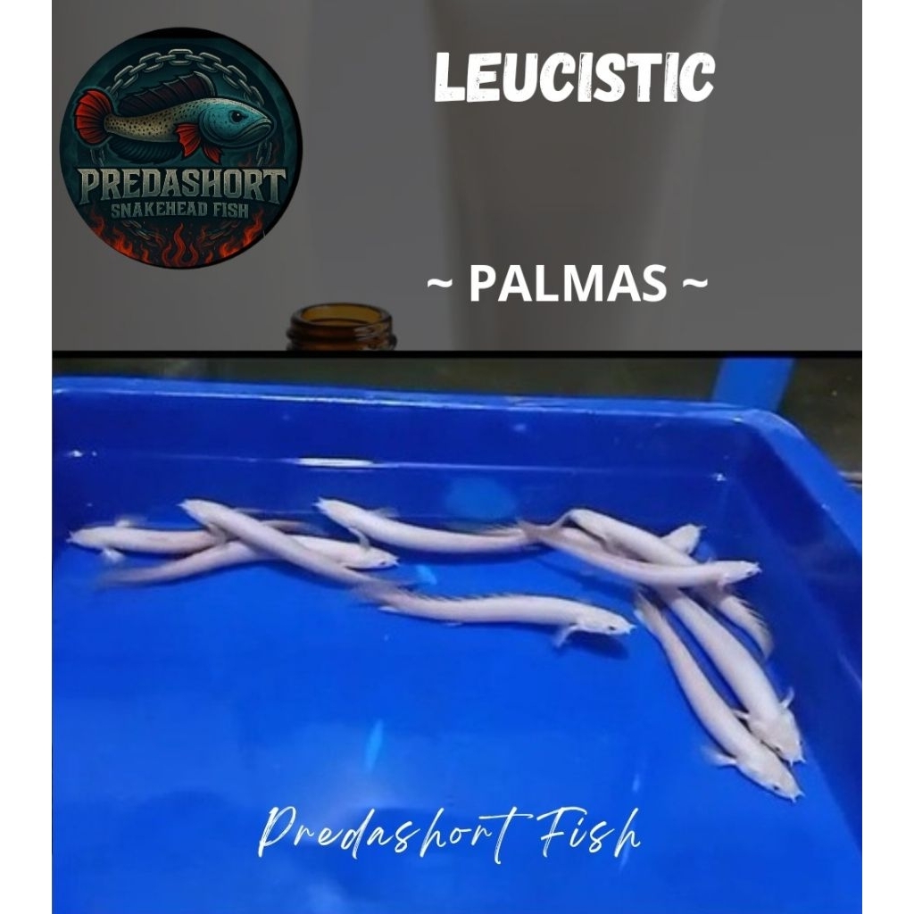palmas leucistic putih mata hitam bergaransi
