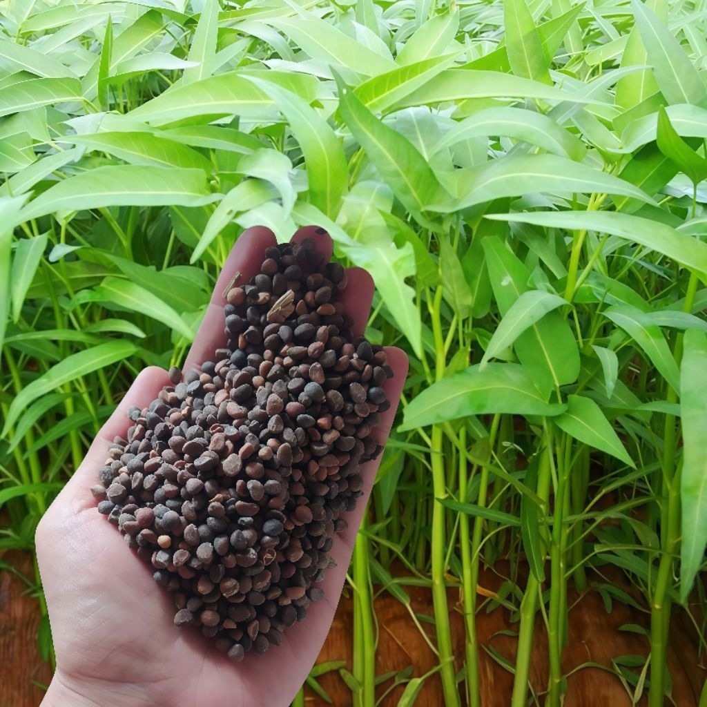 500 Biji Bibit Kangkung Unggul Benih Kangkung