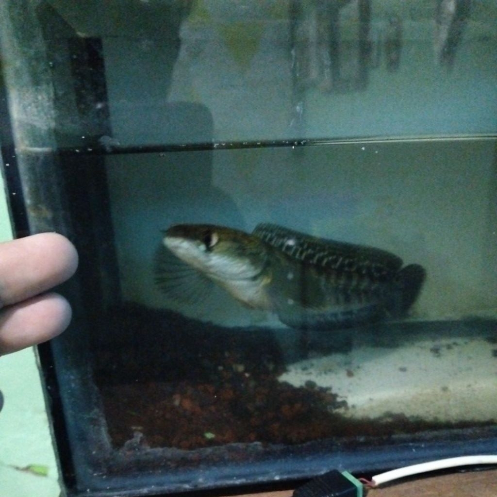 Sticker, Hiasan aquarium Maru YS, Rim bagus, mental Galak, size 20cm'an