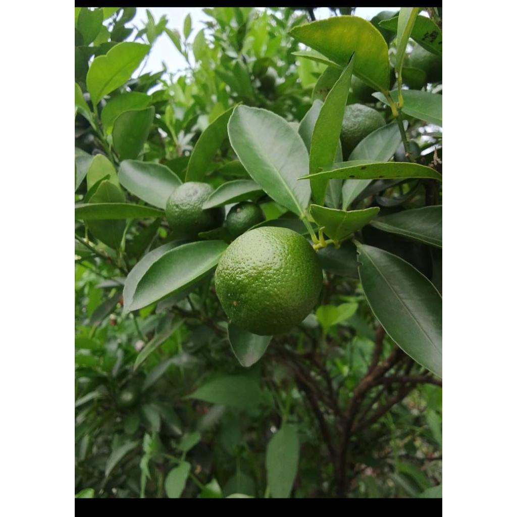 Jual bibit pohon limo|Pohon jeruk limo|Bibit pohon limo
