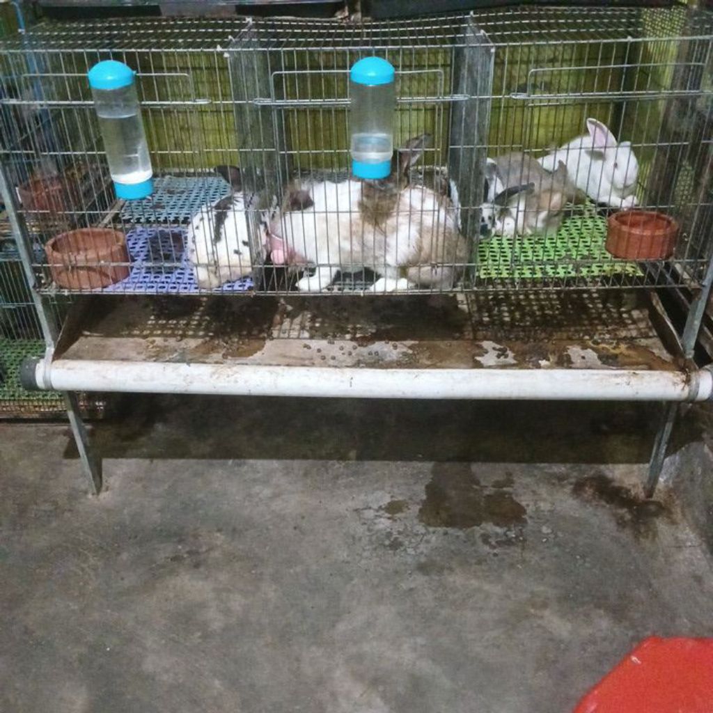 kandang bekas 3 hole (cocok untk kelinci)