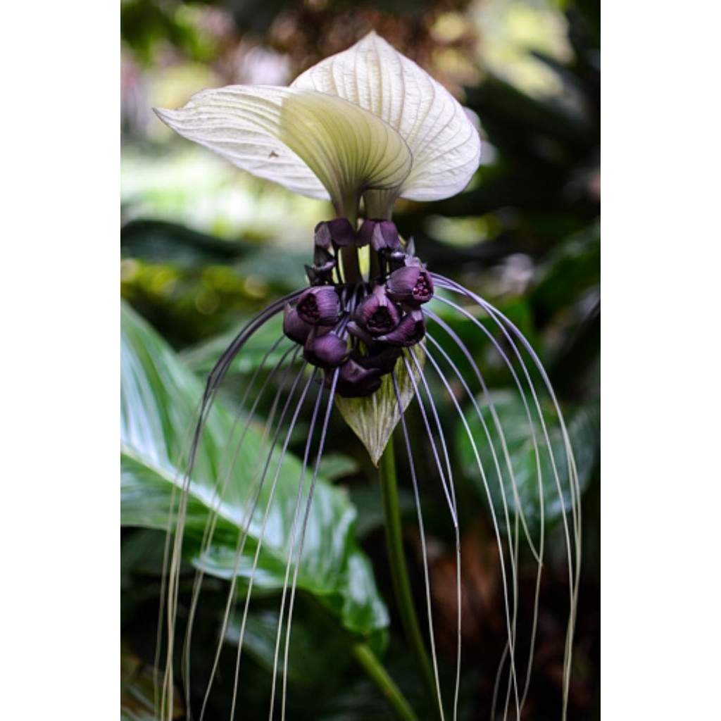 anggrek kelelawar putih (Tacca integriffolia.sp)