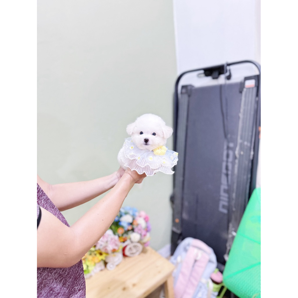 super cute korean mini bichon frise muka imut like a doll super cute bloodline import korea puppy pu