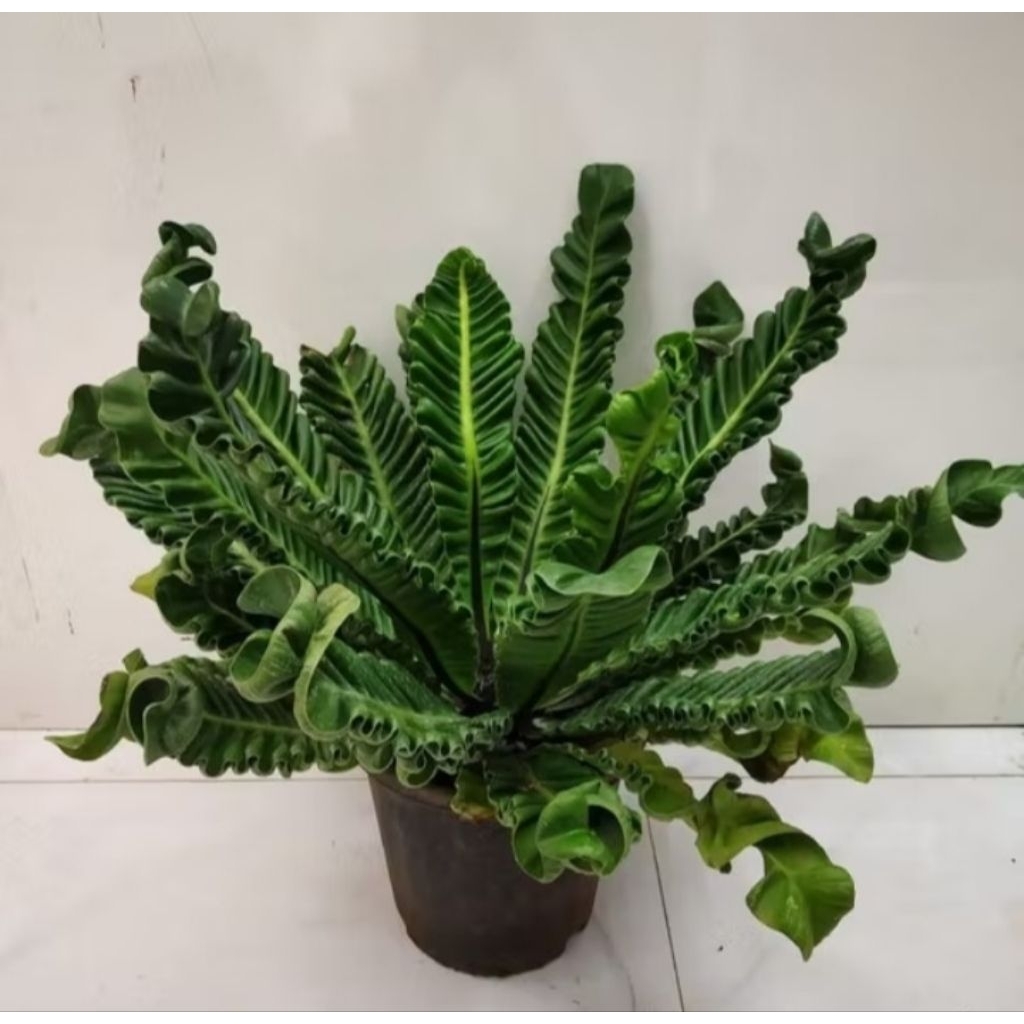 Tanaman kadaka lasagna rimbun siap pajang