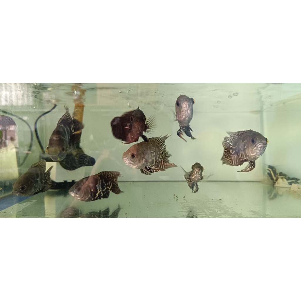 Oscar Tiger Slayer ukuran 2-3 Jari