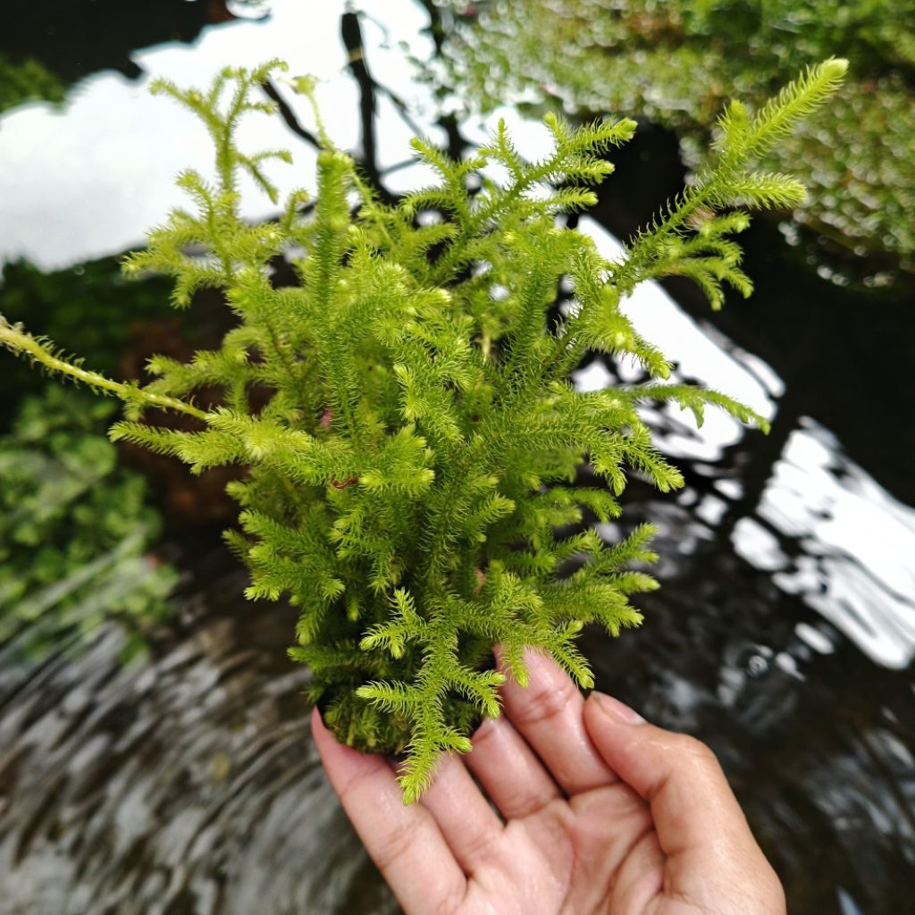 pakis rane media wabikusa tanaman aquascape