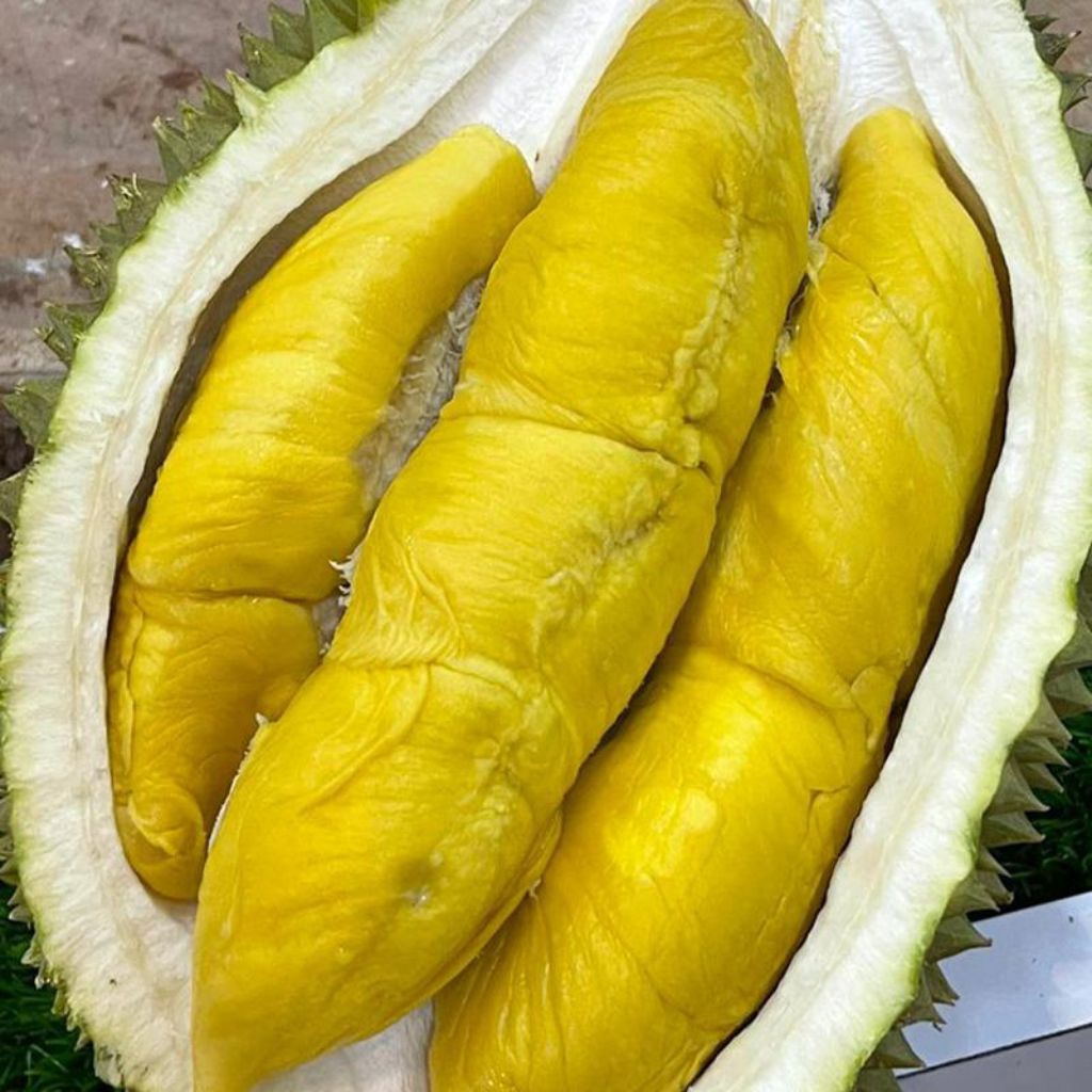 Bibit Durian Musang King hasil okulasi/stek supper unggul siap tanam genjahh