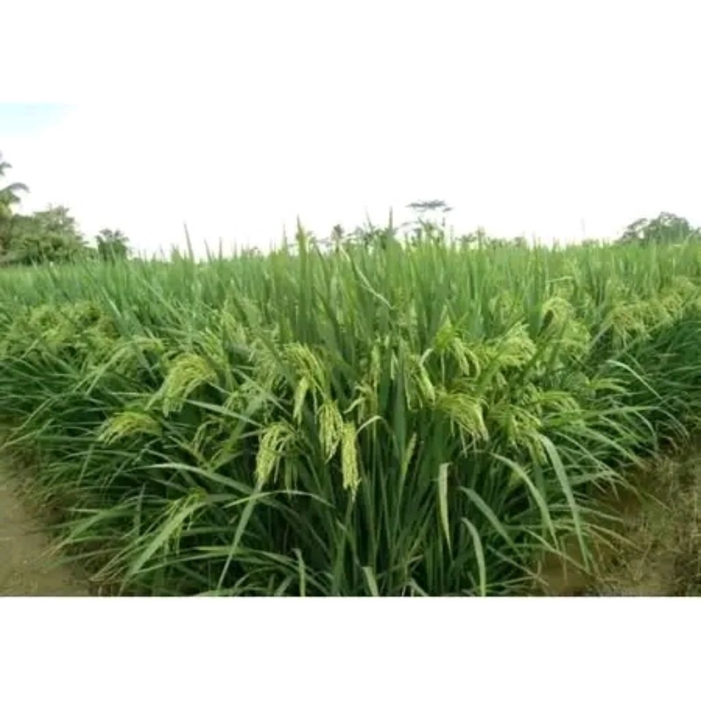 bibit padi unggul INPARI32 5KG