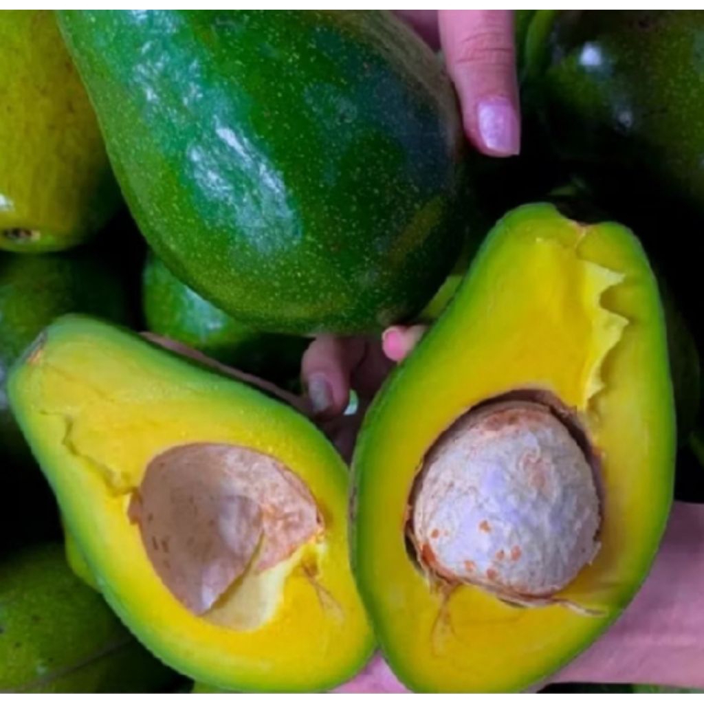 alpukat mentega 1kg