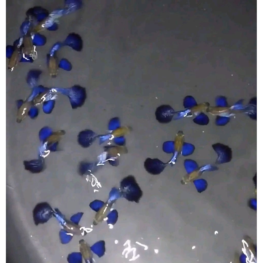 GUPPY BLUE DRAGON BIG EAR