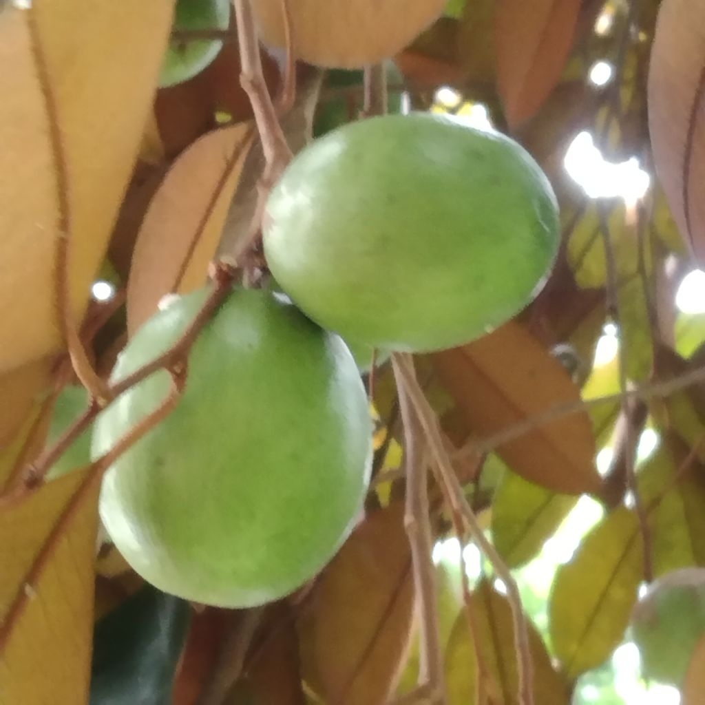 Buah Kenitu segar sawo hijau genitu 1 kg
