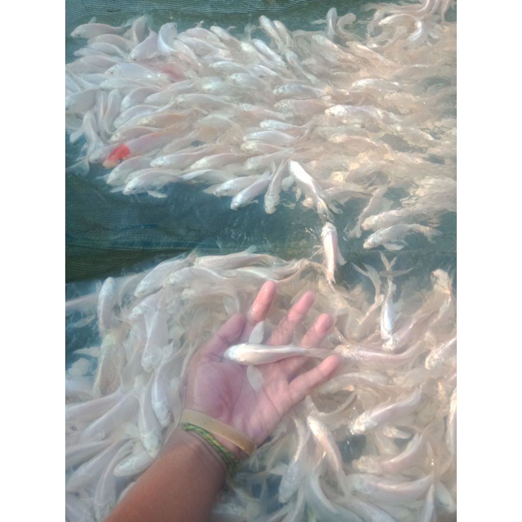 Koi Butterfly Platinum Slayer