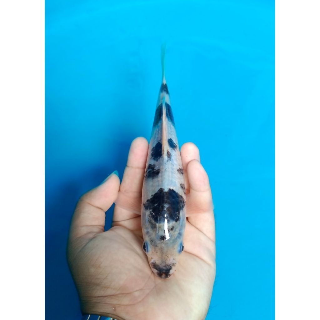 Koi goromo sakura size 20cm original