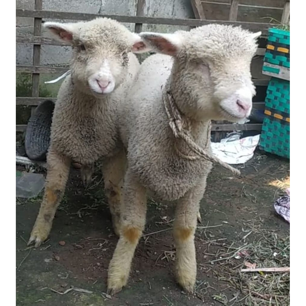 Domba merino hidup sepasang