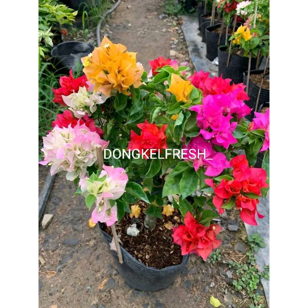 (BISA COD) TANAMAN BUNGA BOUGENVILLE 4 WARNA