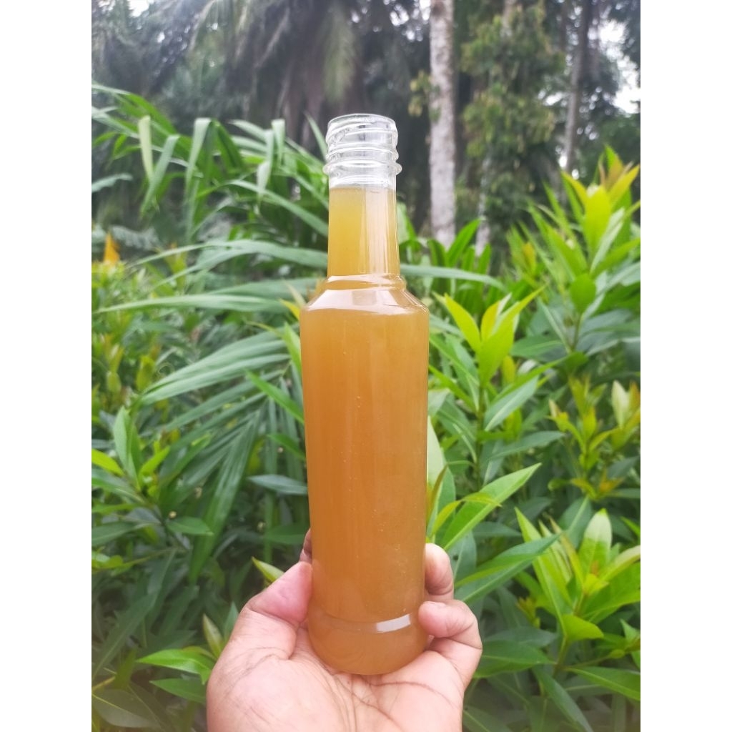 Madu hutan asli sumatera