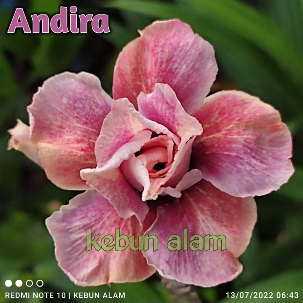 Pohon Adenium grafting