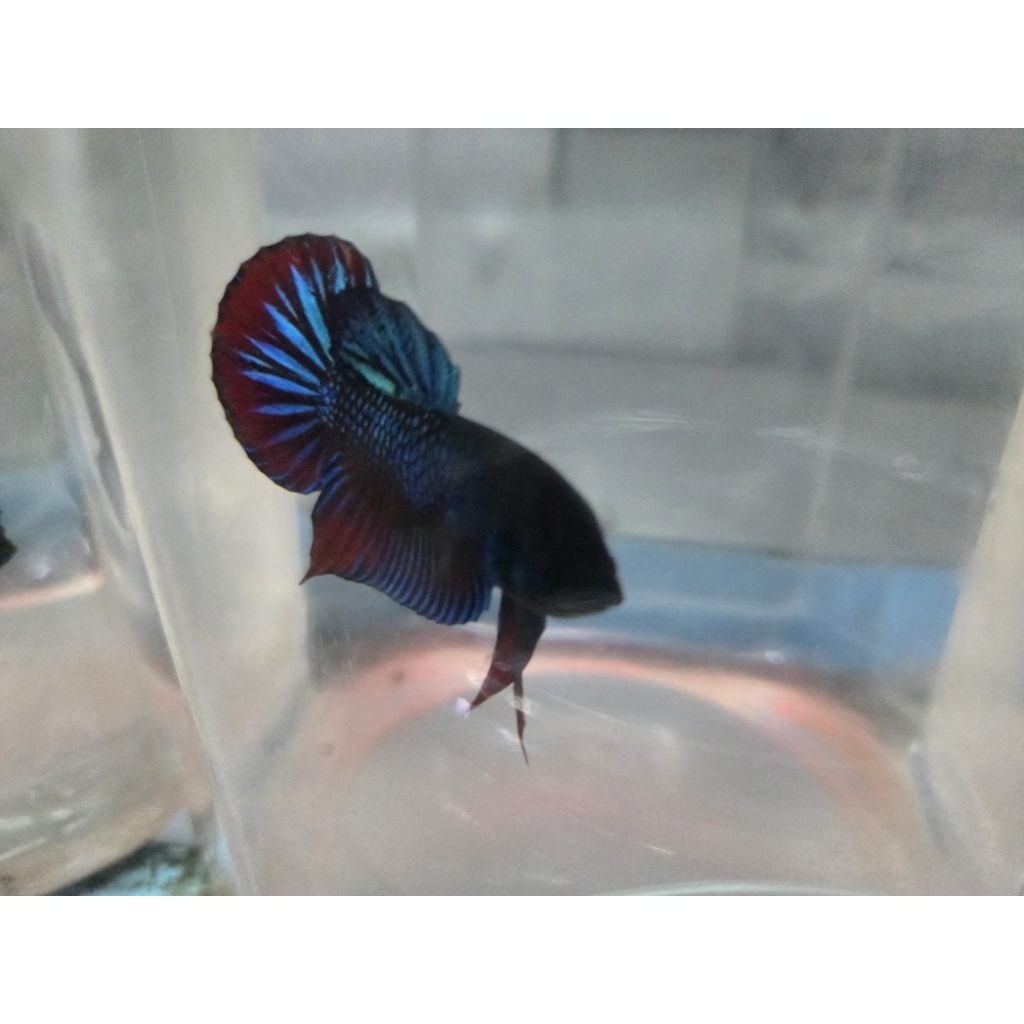 Cupang katong medan super/katong adu