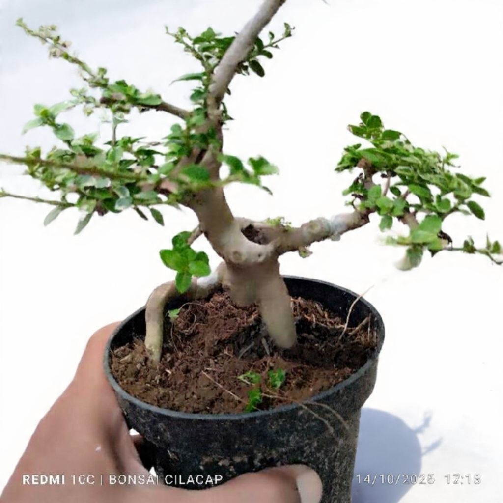 Bonsai Sancang Mame Sitho | Bahan Bonsai Sancang Mini Siap Pajang