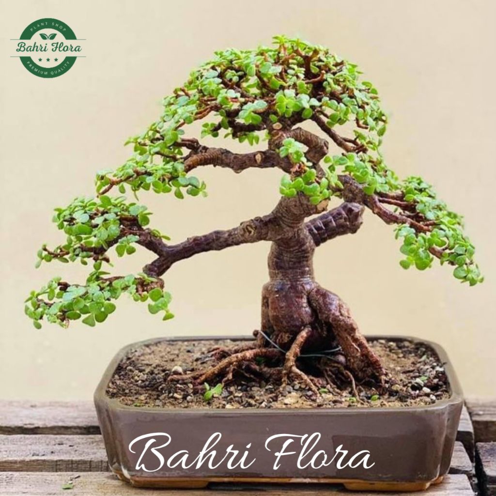 BIBIT BONSAI SANCANG, Pohon Sancang Bonsai Sudah Berakar Siap Tanam