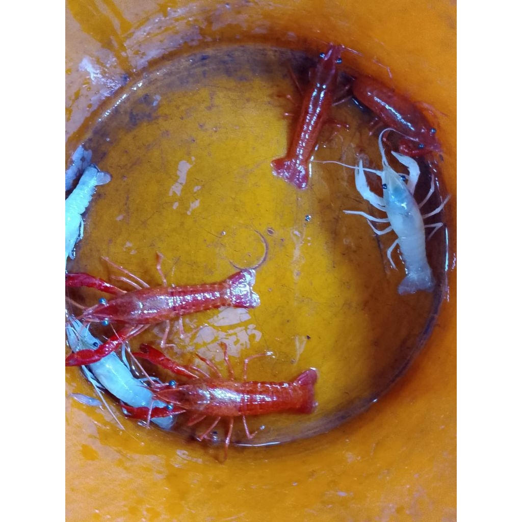 LOBSTER NEON ORANGE  ,/ SNOW WHITE HIASAN AQUARIUM