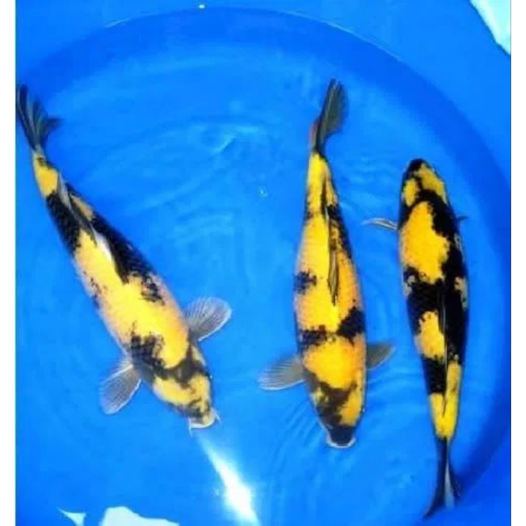 hiasan aquarium koi blitar gred a ki utsuri sizi 25cm