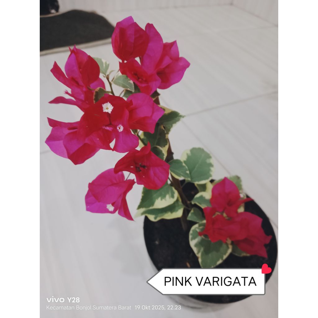 Bougenville/Bunga Kertas ID : PINK VARIGATA