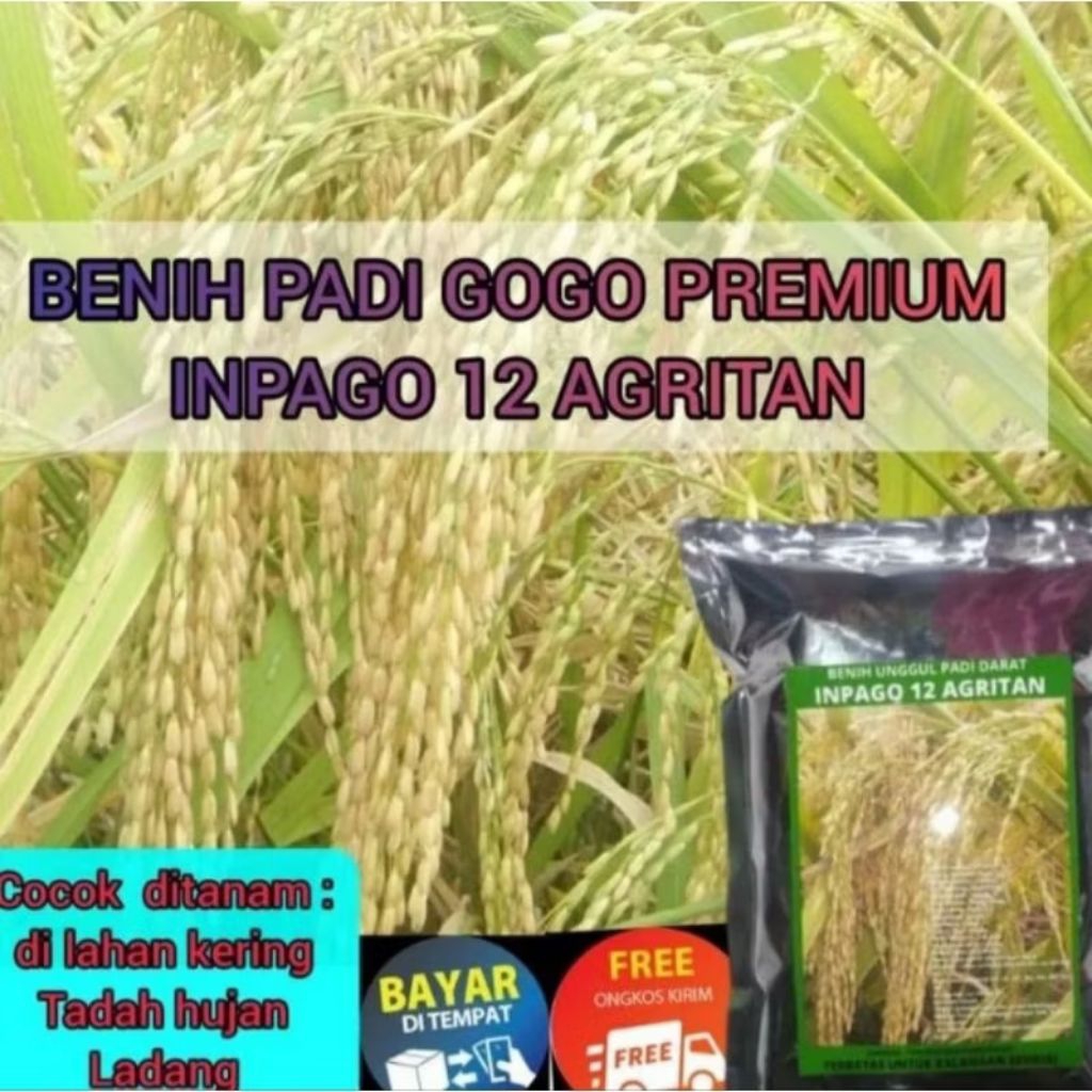 BENIH PADI INPAGO12 AGRITAN PADI DARAT