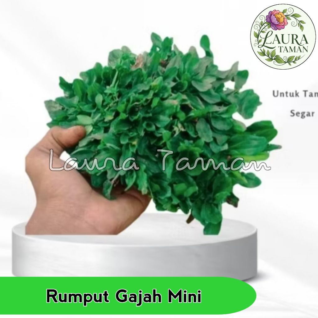 Rumput Gajah Mini Segar Untuk Taman Per 500 Gram Rumput Gajah Mini Berkualitas Dan Berakar