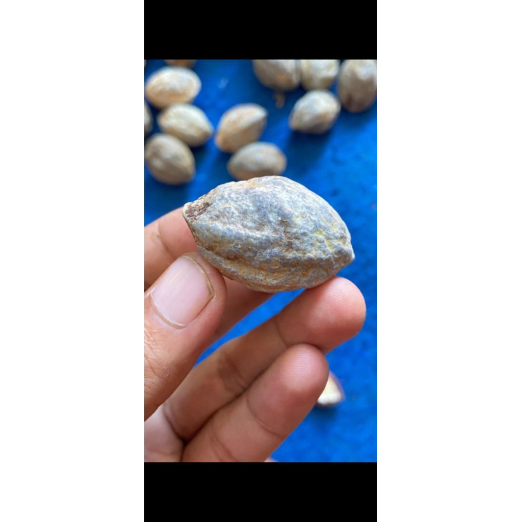 Muncang Adu Panjangan dan Buledan Ori