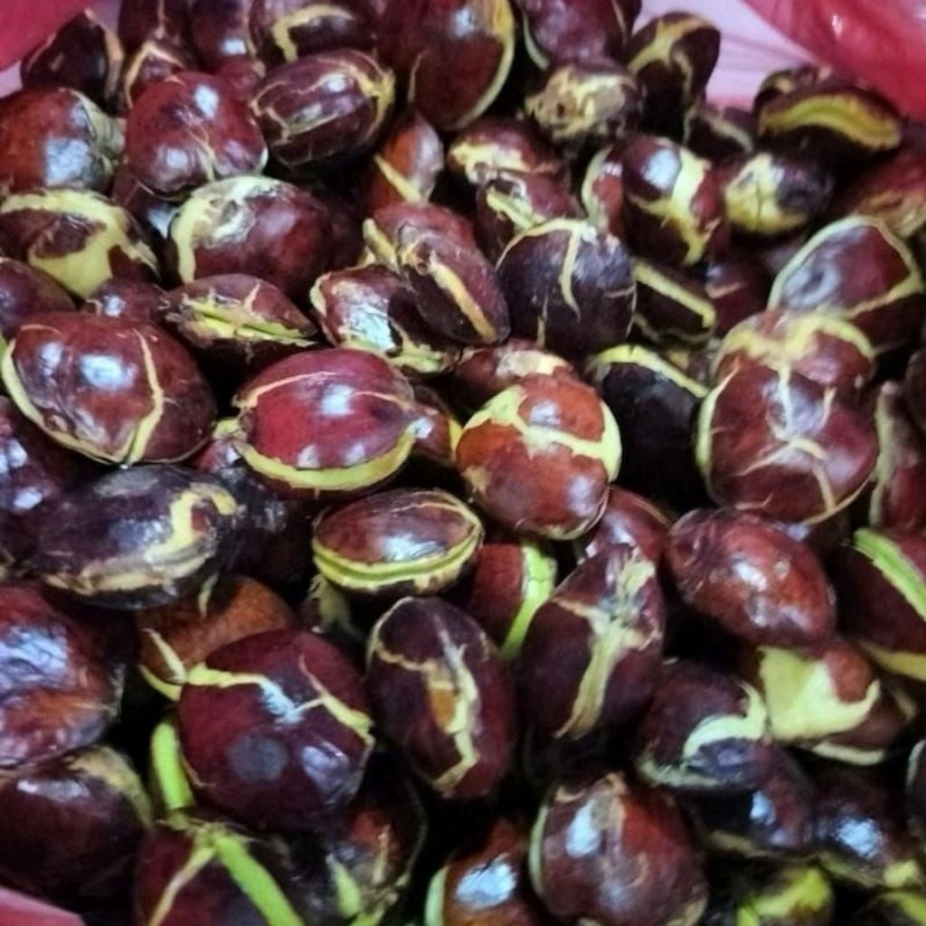 Jengkol Tua Super Sedang Besar