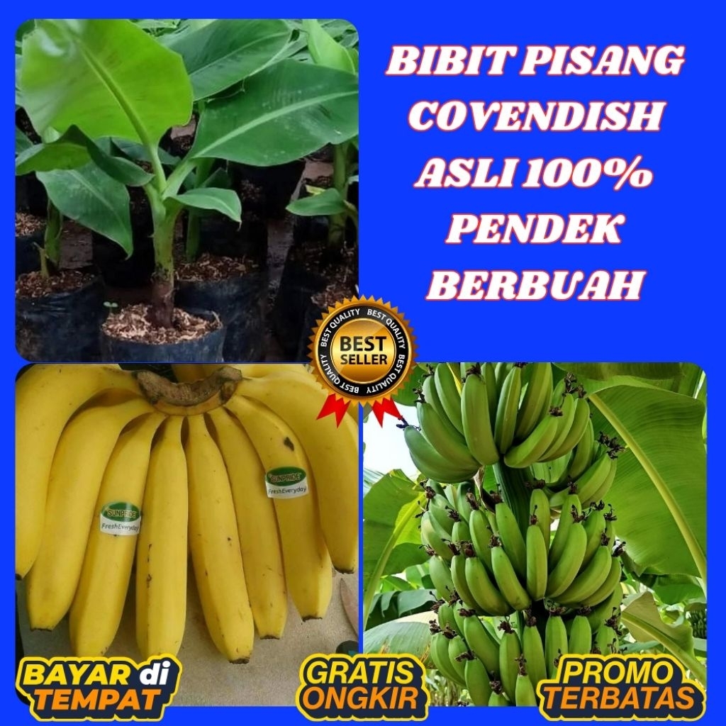 TERBUKTI ASLI  Bibit Pisang Cavendish G9