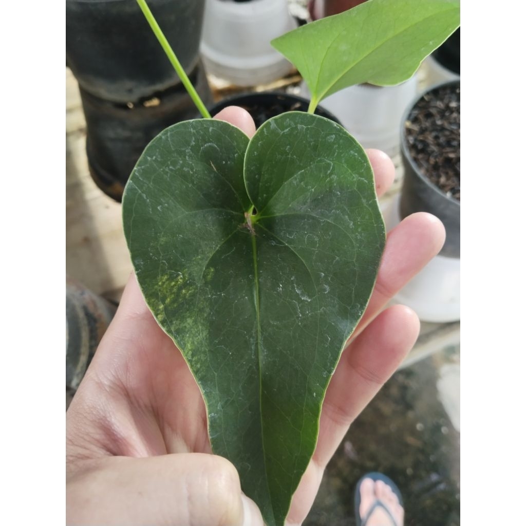 anthurium corong variegata / bronii varigata ( nambah daun)