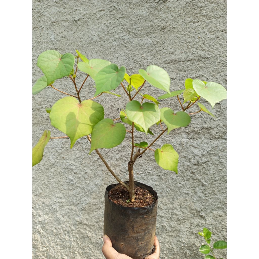 waru Taiwan bahan bonsai