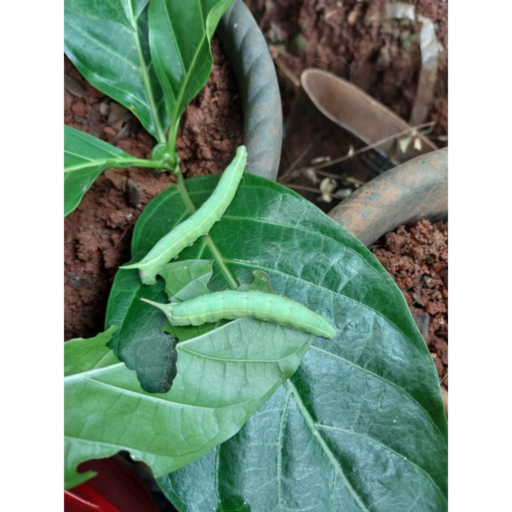 umpan gacor senusantara paket 4pcs ulat pace / ulat mengkudu umpan bawal, lele, gurame, patin