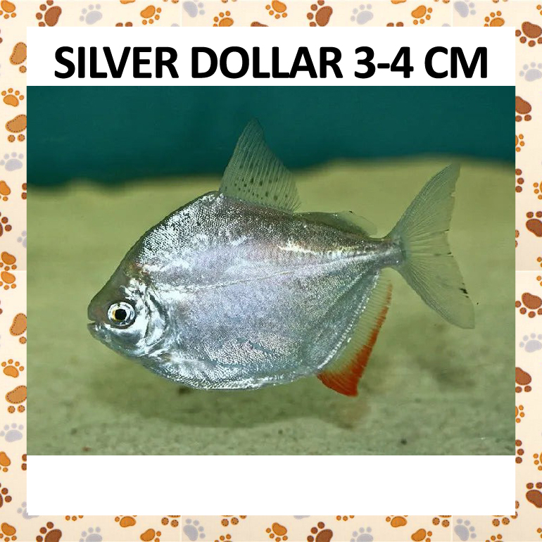 E79OPN Ikan SILVER DOLLAR POLOS Hias Pacu Bawal Tank Mate Arwana Thinbar Dolar Widebar Schooling Fis