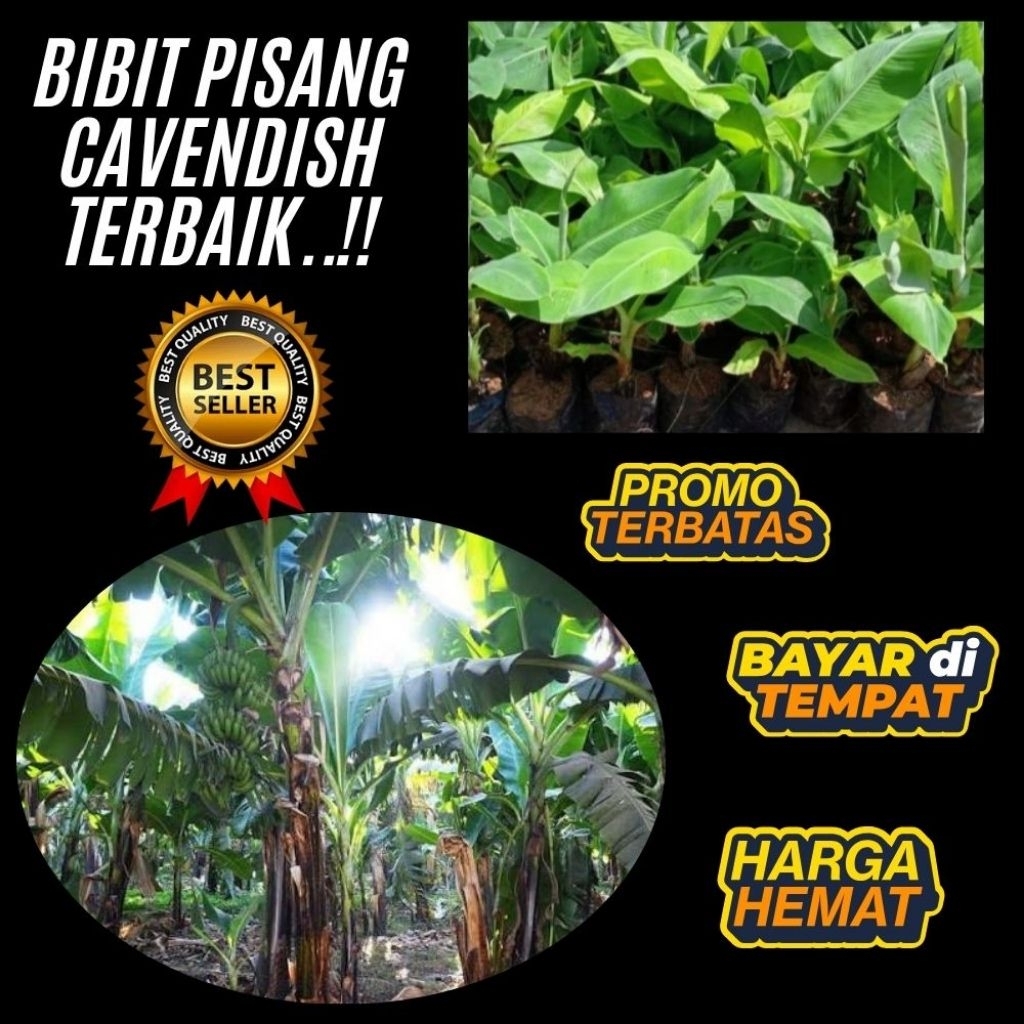 PROMO  Bibit Pisang Cavendish Asli │ Bibit Pisang Cavendish Cj40