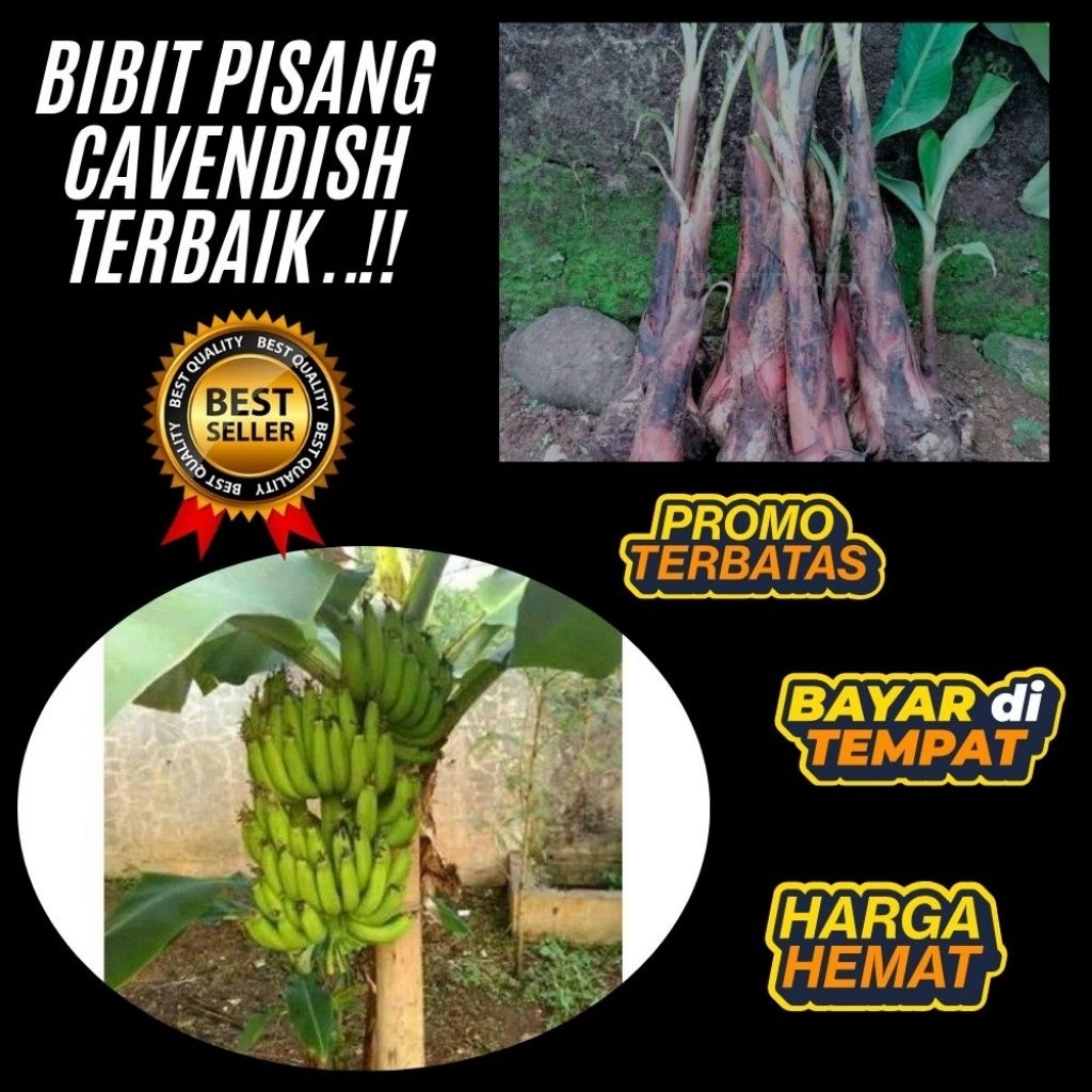 BIBIT BERKUALITAS  Bibit Pisang Cavendish Foto │ Bibit Pisang Cavendish G9