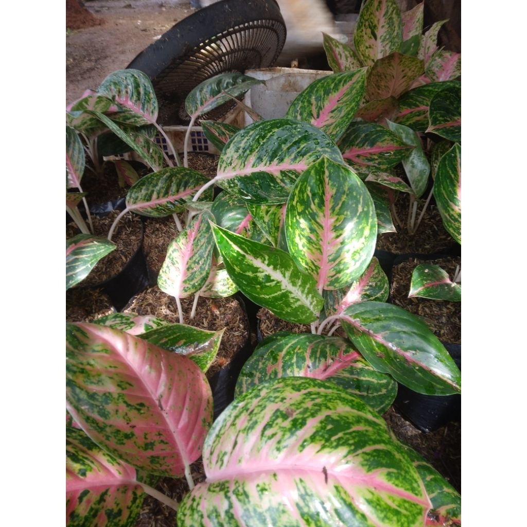 aglonema big papa aglonema daun besar big papa