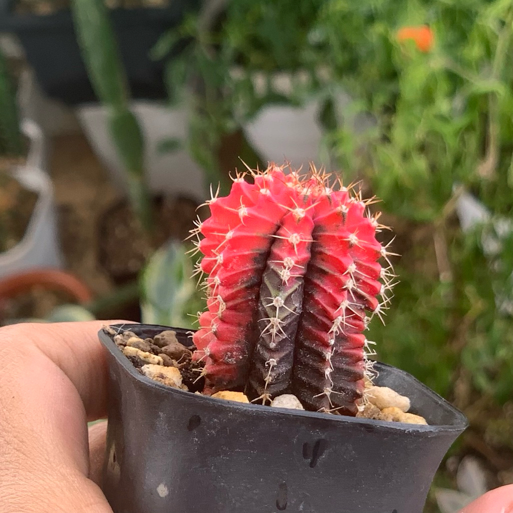gymno miha var kaktus gymnocalycium mihanovichii varigata cluster rimbun tanaman hias hidup gurun du
