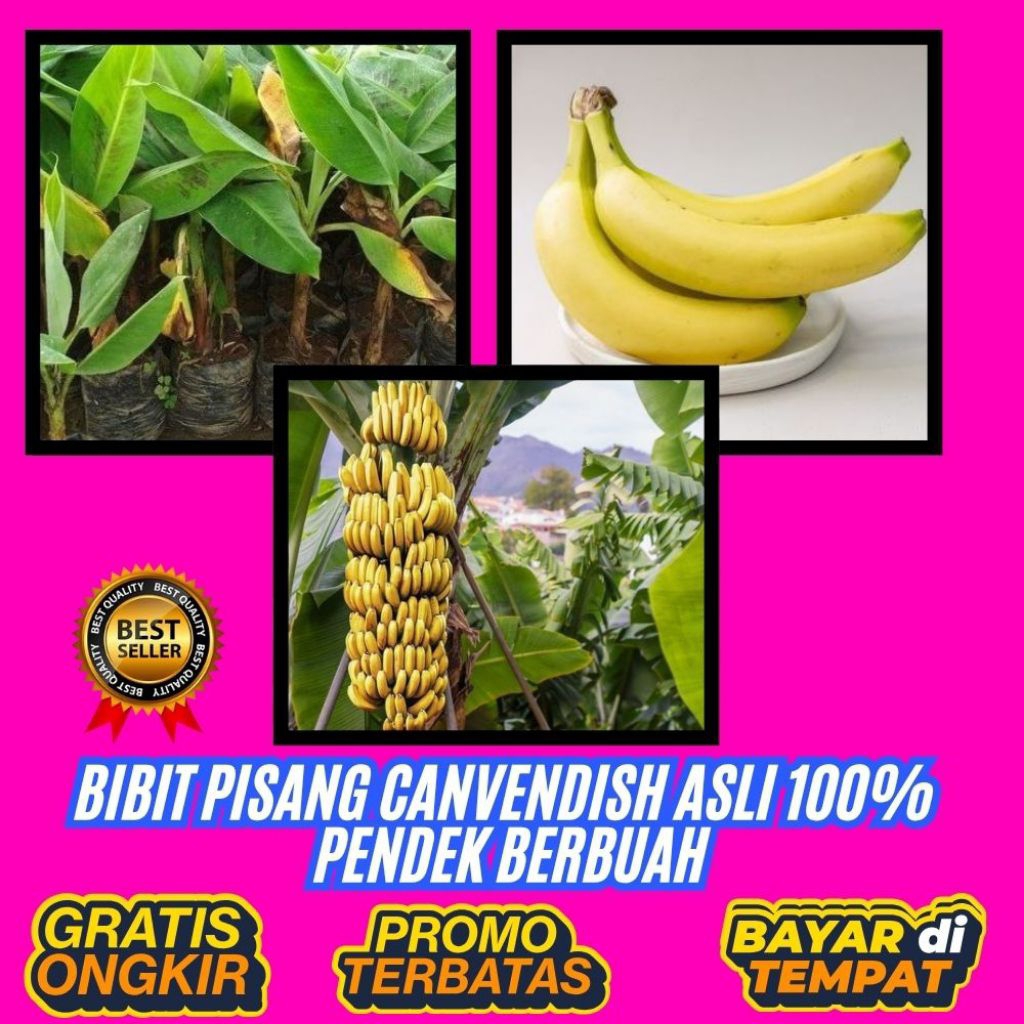 STOK TERBATAS !! Bibit Pisang Cavendish Cj40 │ Bibit Pisang Cavendish Foto