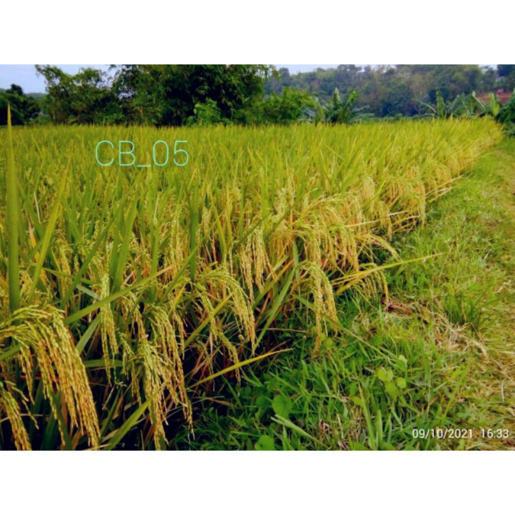 BENIH PADI CAKRABUANA 05 KEMASAN 1KG